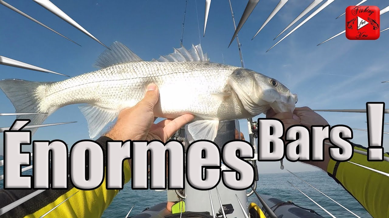 PÊCHE DU BAR: TRIPLÉ DE BARS ÉNORMES !!
