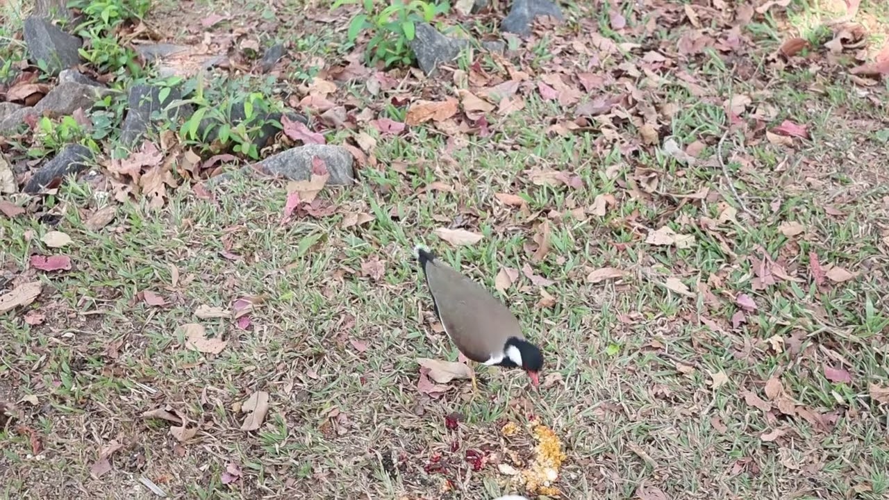 This Little Bird Eating on the Ground Is So Peaceful 🐦❤️