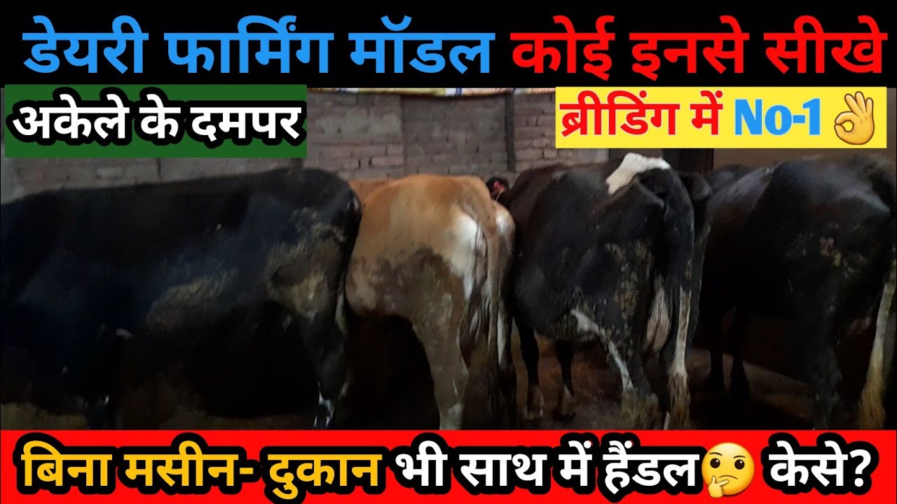 कोई इनसे सीखे डेरी फार्मिंग मॉडल||अकेले ही करते है पूरा मैनेज||dairy farm bihar||