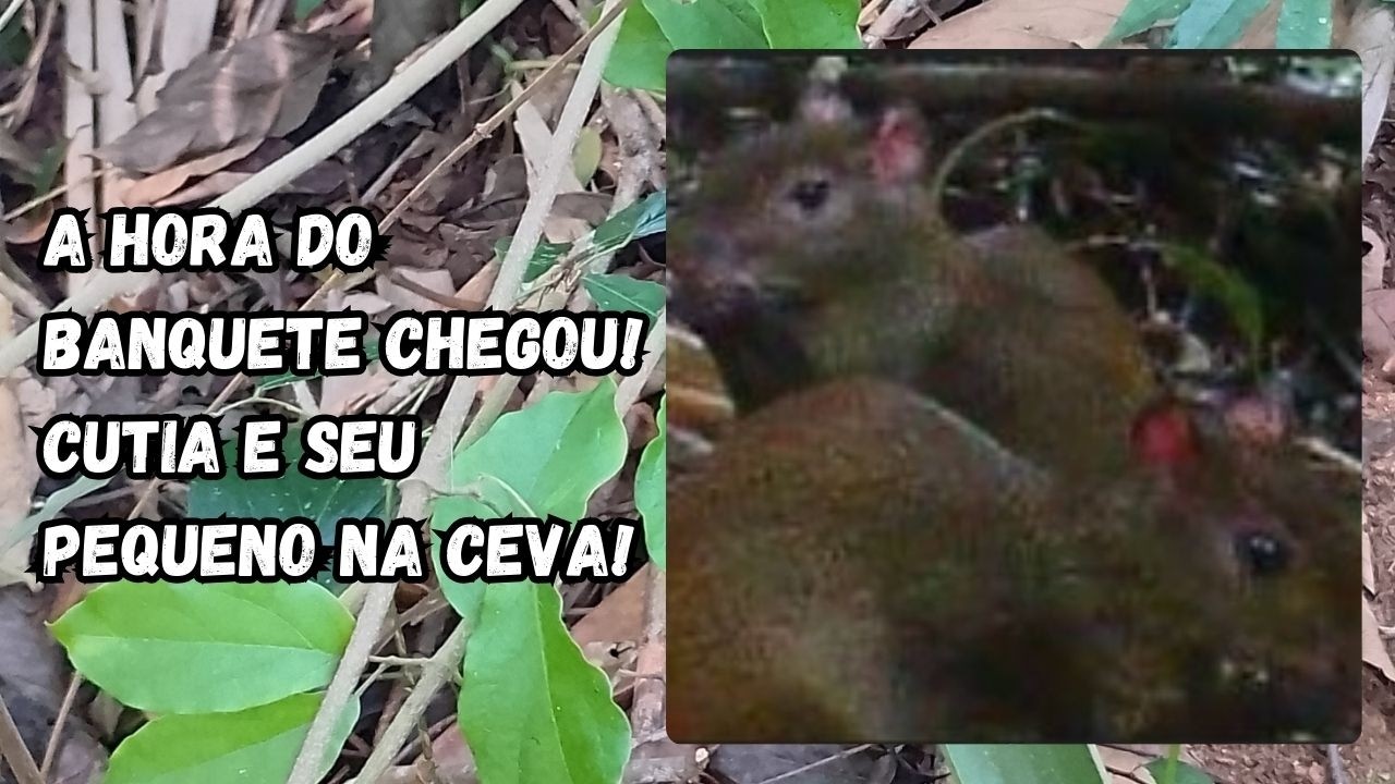 Dna Cutia e seu filhote se banquetiano na ceva!