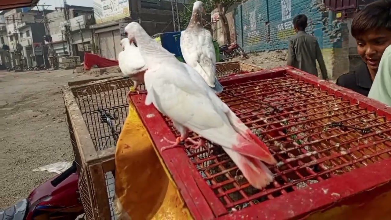 منڈی میں بچوں دوست لیگ کے ائے ہیں بڑے خوبصورت اور کوالٹی والے