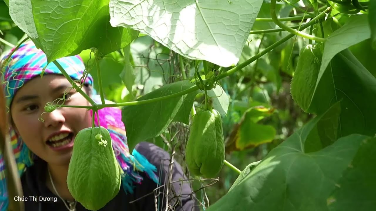 Harvesting Chayote with My Daughter and Son – Caring for My Kids with Nutritious Egg Porridge