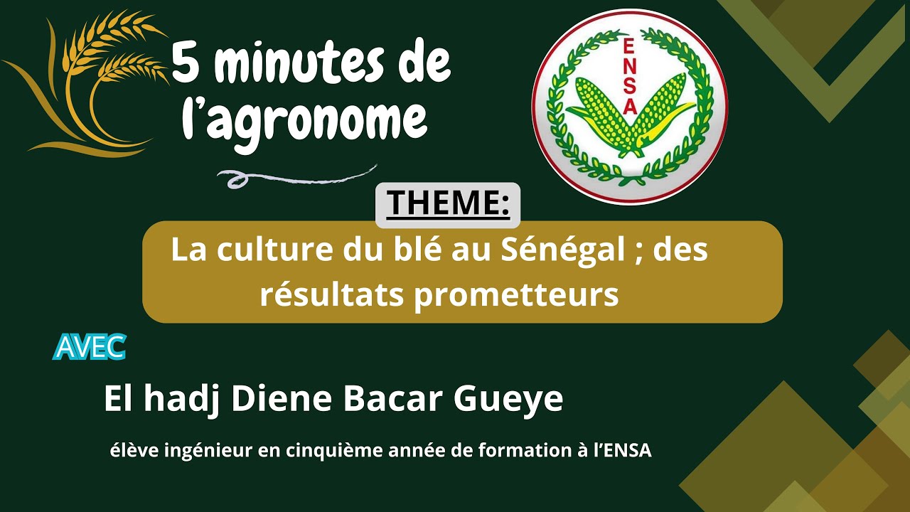 les 5 minutes de l'agronome : La culture du blé au Sénégal ; des résultats prometteurs