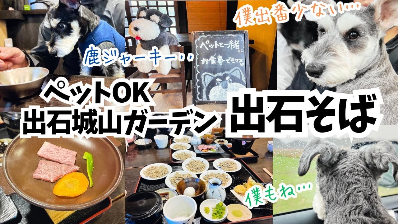【愛犬とお出かけ】悪天候の中、お出かけ決行！兵庫県の出石で愛犬と一緒に美味しいお蕎麦を食べました！