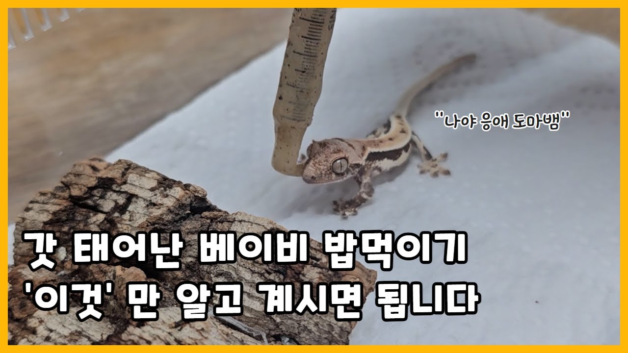 이 영상만 보시면 됩니다. 크레스티드게코 베이비 밥 주는 방법