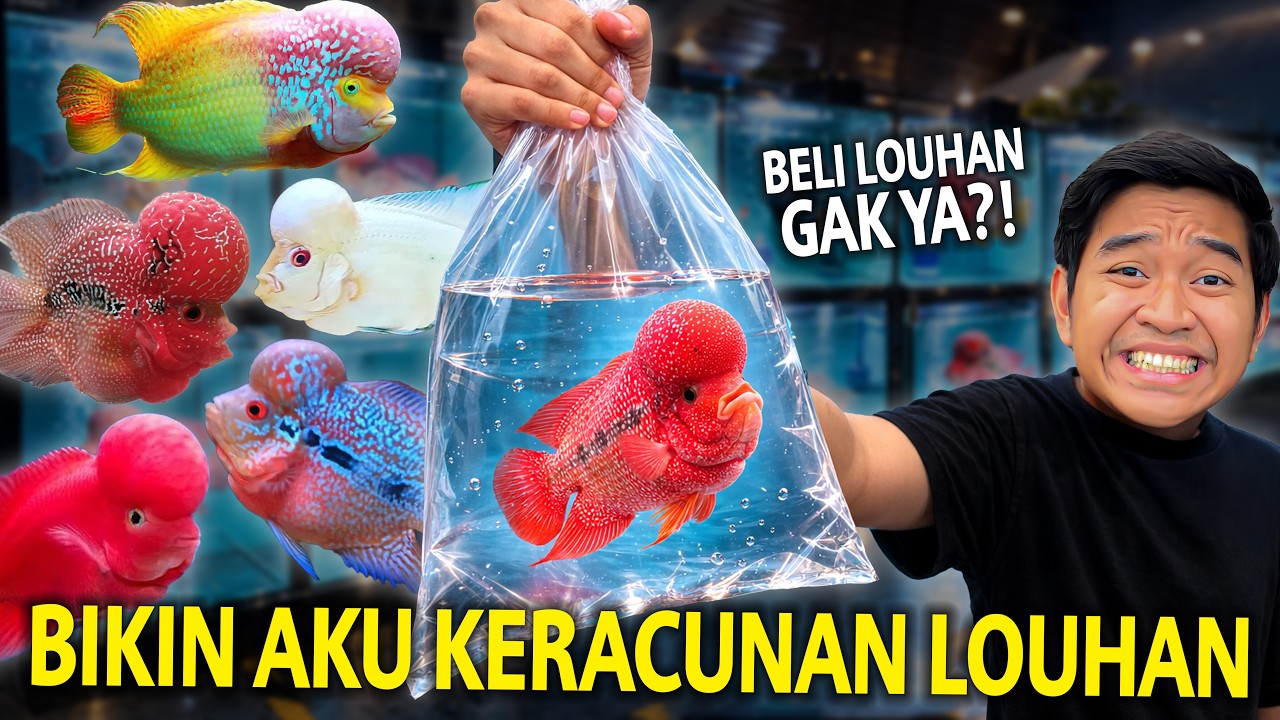 SAKING BAGUSNYA IKAN LOUHAN DISINI AKU KERACUNAN LOUHANI! NAMA KONTESNYA 2026 TANGERANG!