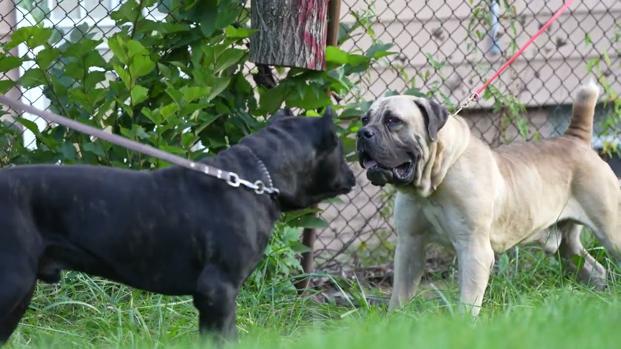 НЕ ПЫТАЙТЕСЬ ЭТО ДОМА!!! Кане Корсо против африканского бурбуля #dogbreeds #boerboel #boerboelbre...