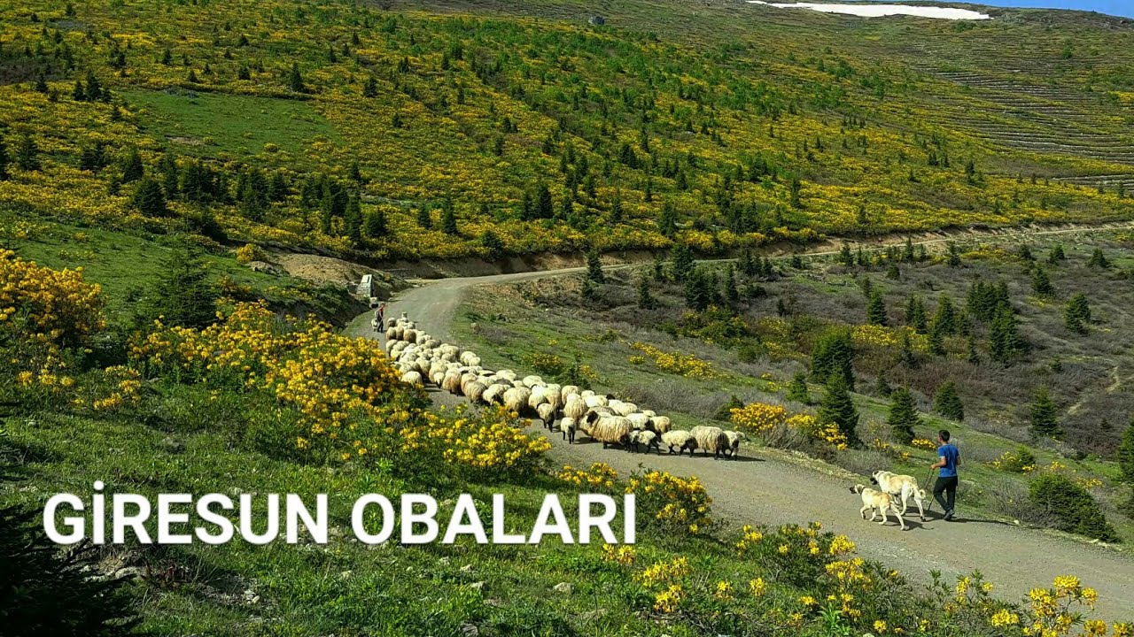 SİSDAĞI YAYLASININ GİRESUN BÖLÜMÜ OBALARINDAYIZ