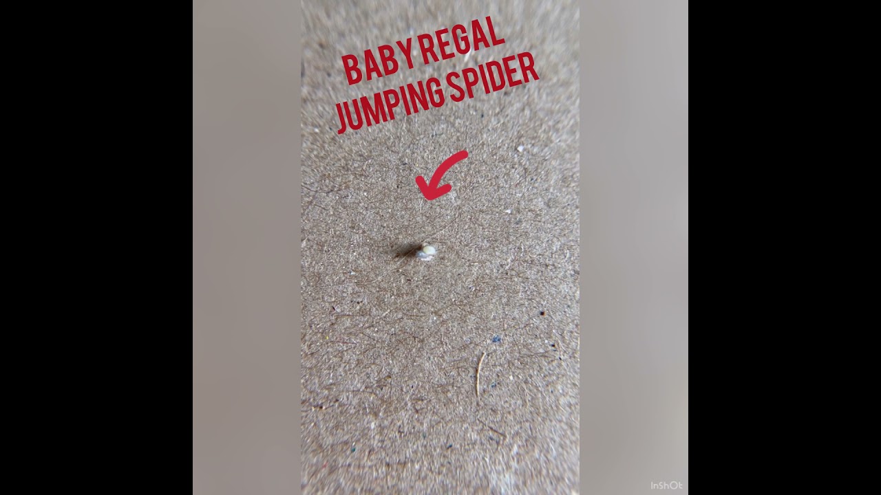 THE babiest Regal Jumping Spider is a tiny egg with Legs!  Not removed and returned to nest ASAP!!