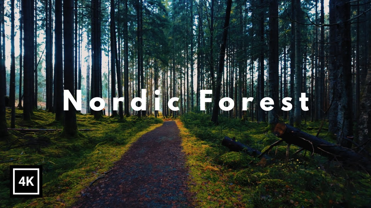 Nordic Forest Walk in H&auml;rskogen &ndash; Vibrant Autumn Colors | 4K