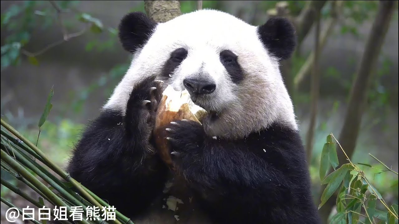 哈哈哈！花花是知道自己的名字的！一愣一听！确定爷爷不是叫我！继续吃😂😂😂