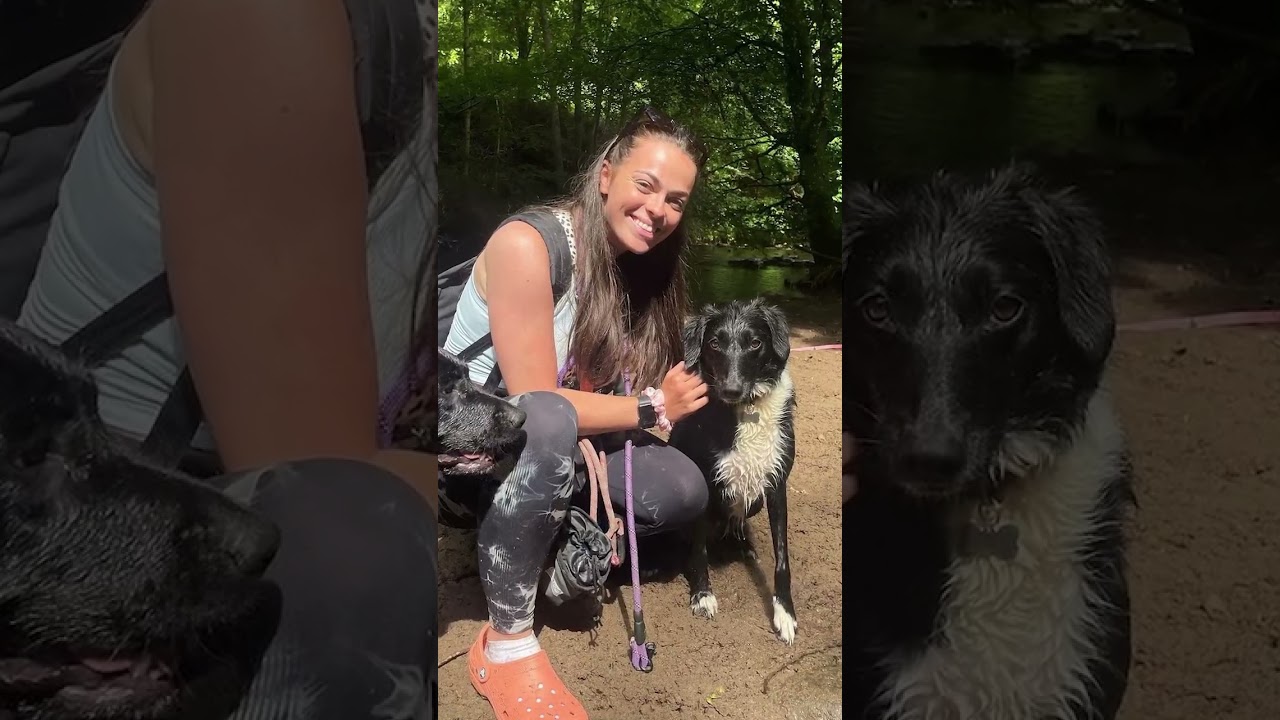 Dream job for dog lovers: Dog wedding chaperone #Shorts