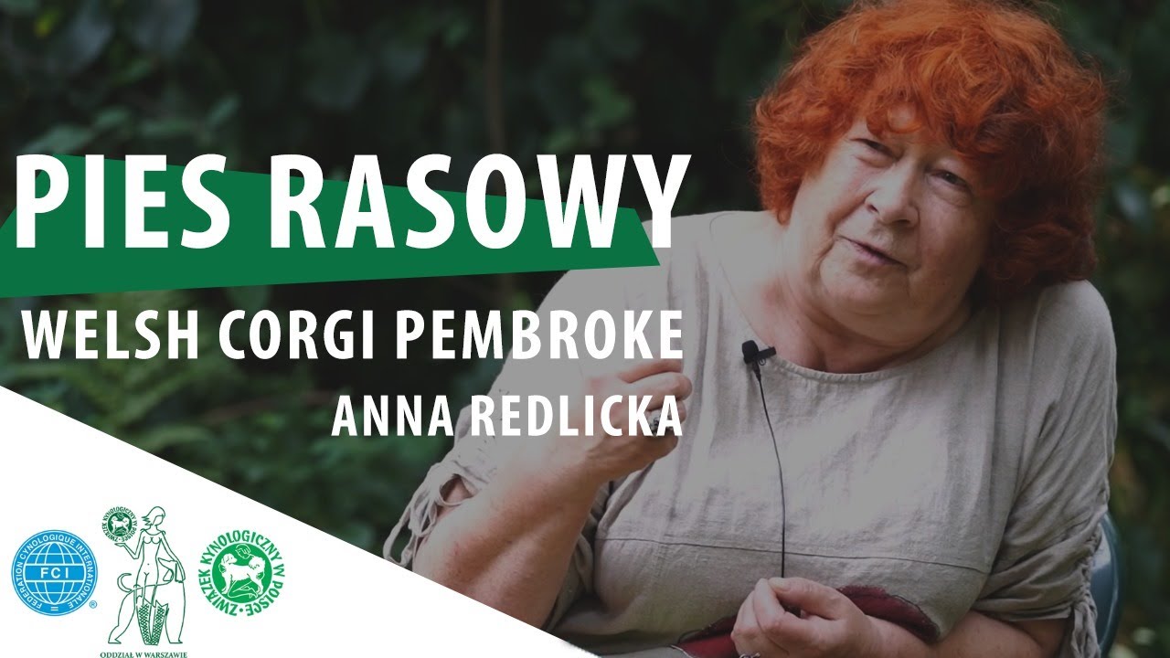 Welsh corgi pembroke | PIES RASOWY #4