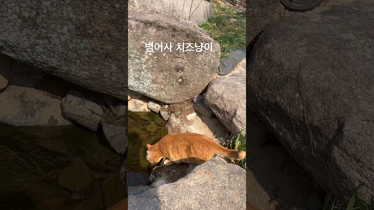 #금정산국립공원 #조계종 #금정총림 #범어사 #일주문 #사천왕문 #치즈냥이 #고영희씨