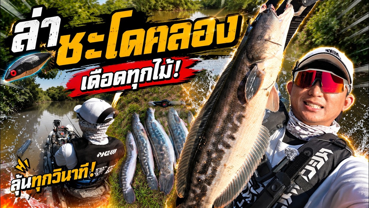 ล่าชะโดคลอง เดือดทุกไม้ ลุ้นทุกวินาที