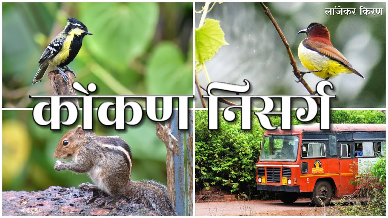 Konkan's NATURAL AMBIENCE🌴🌳🦋 | कोंकण नैसर्गिक दृश्य | Lanjekar Kiran Photography