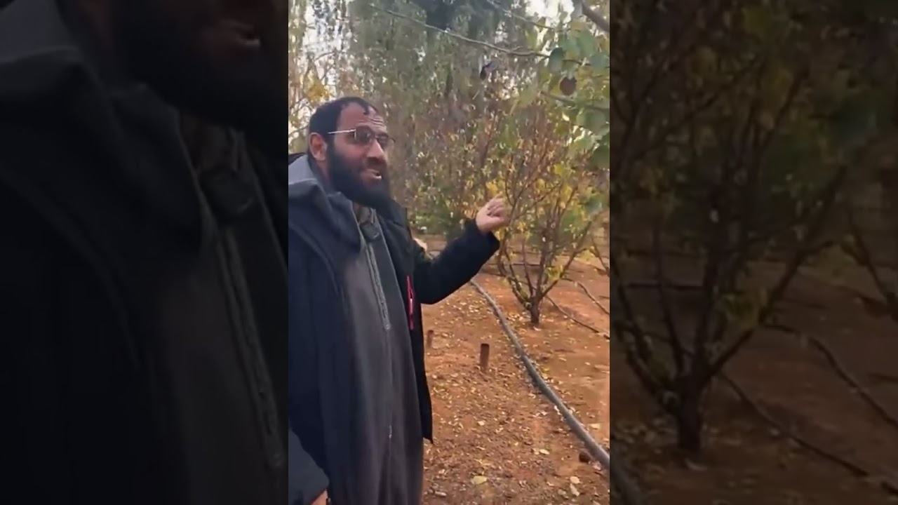 شرح مطول لطريقة تقليم وزراعة اللوزيات ذوات النواة الحجرية  والتوتيات 🍊🍈🍒