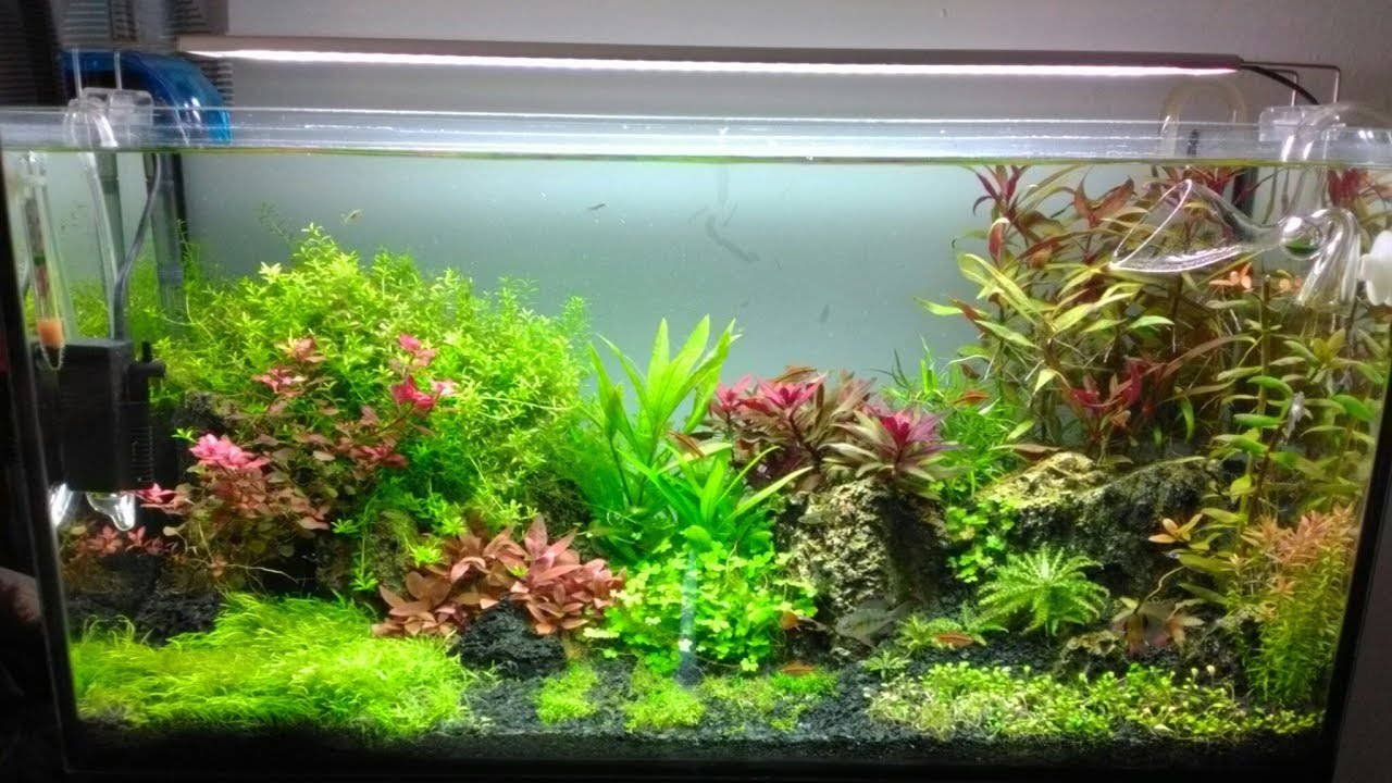 Introducción para iniciar un acuario plantado
