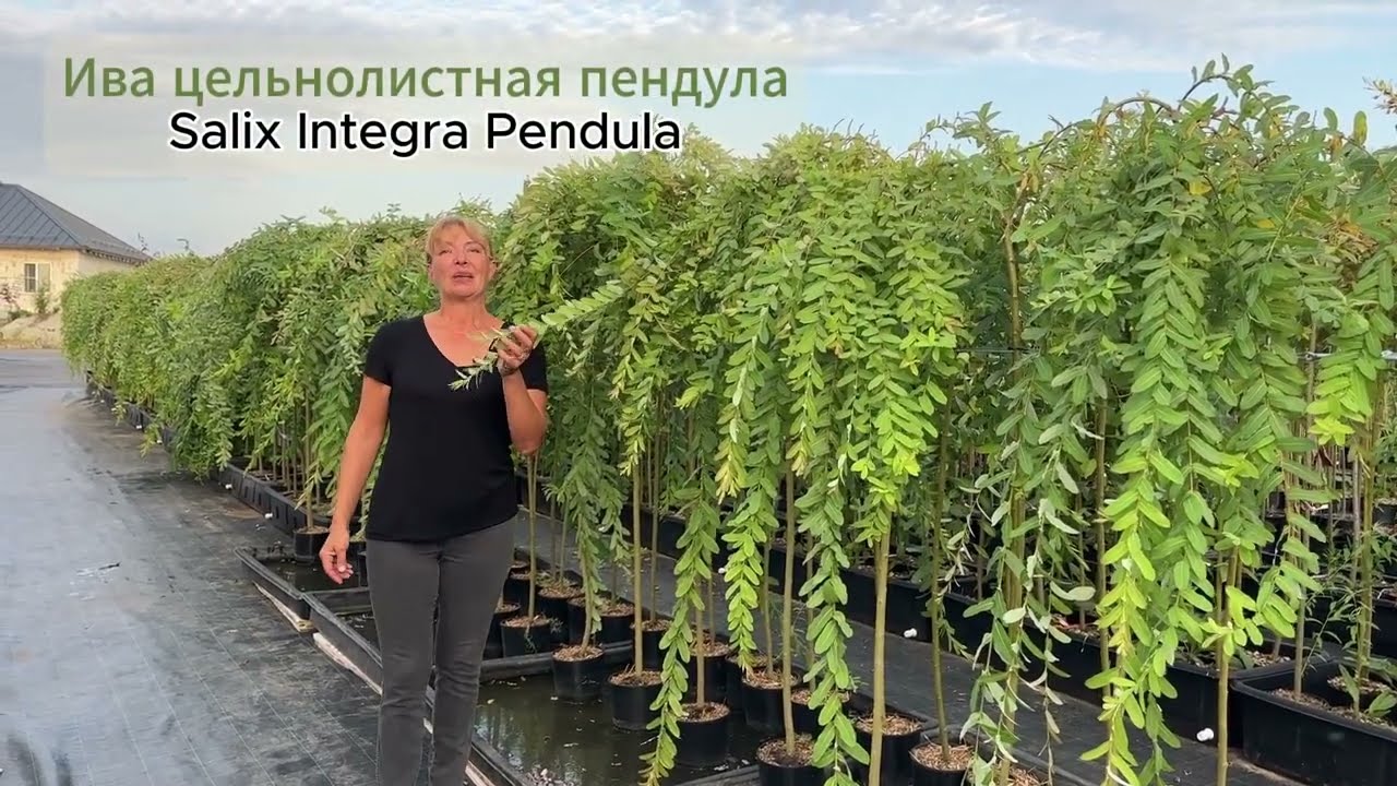 Ива Интегра пендула на штамбе. Видео-обзор. Русская ива.