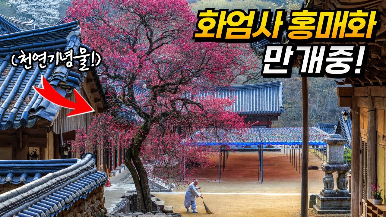 구례 화엄사 홍매화 개화시기 가는법 총정리! | 대중교통 당일치기 국내여행 | temple travel in Gurye, Korea