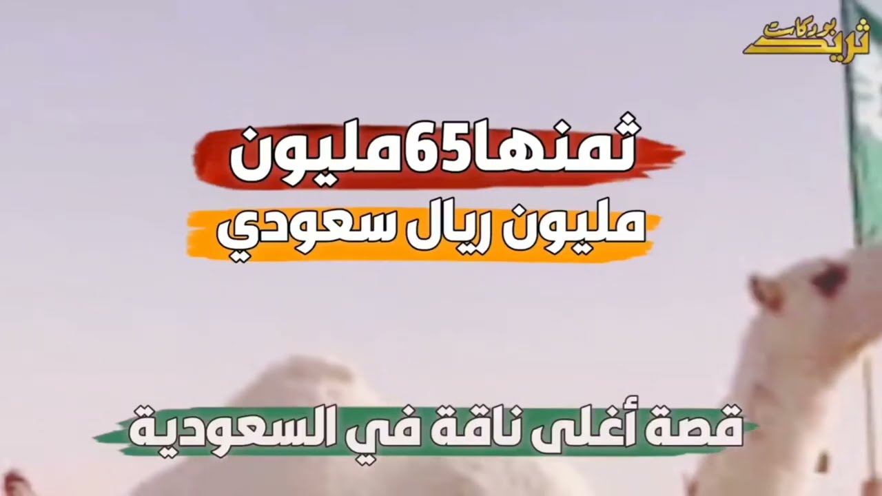 أغلى ناقة في المملكة العربية السعودية وفي العالم