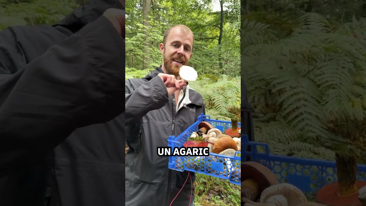 Cueillette de 10 espèces de champignons comestibles !