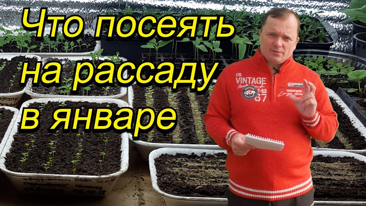 Обязательно это сеем в январе! Наглядный полный список. Не опоздайте!