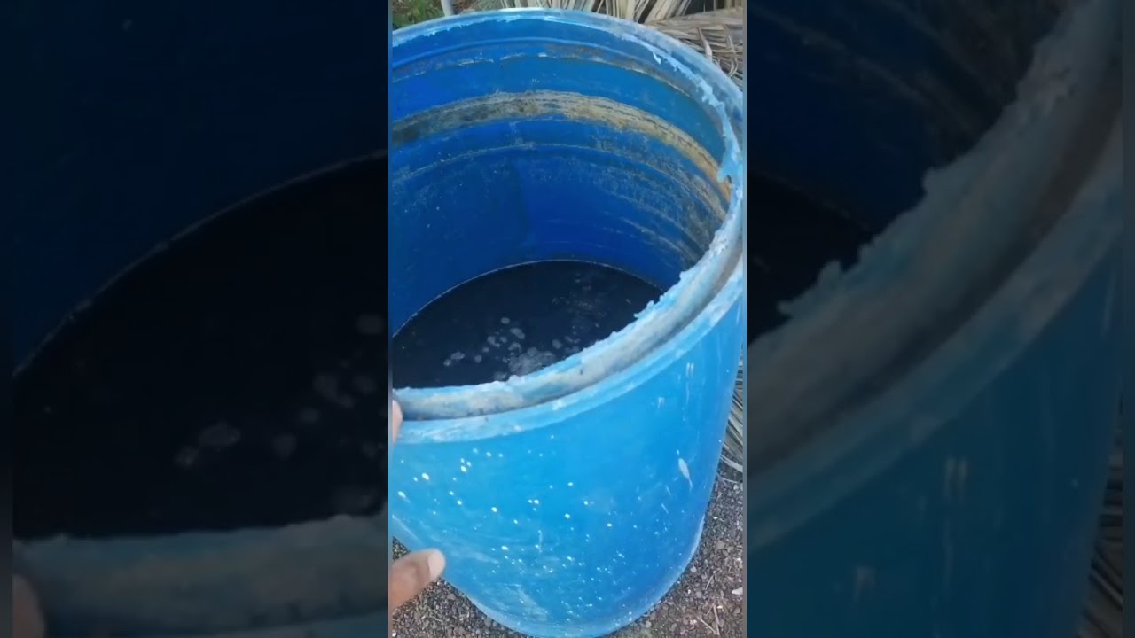 طريقة تخمير سماد الابقار وري النباتات به (شاي الكمبوست)