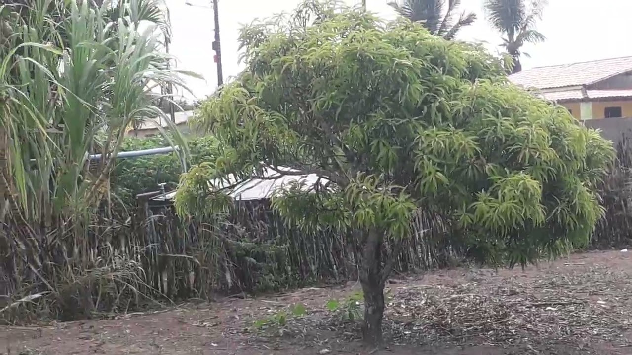 Chuva com fossa na Bahia região de Olindina 