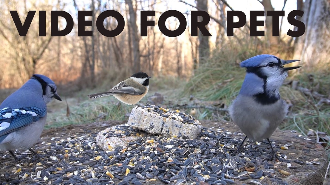 Cat TV for Pets to Watch 🐱 - 10 Hours of Red Squirrels, Ravens, Jays and More - Mar 15, 2026