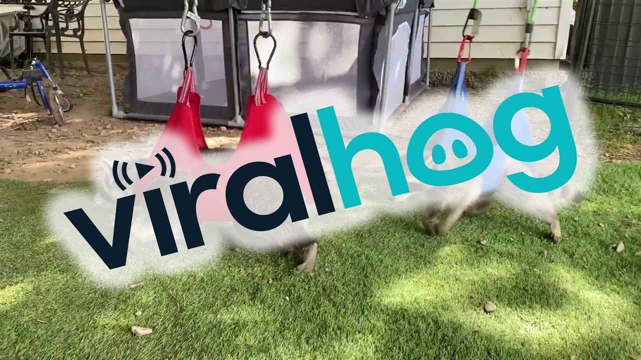 Adorable Raccoon Zip Line Therapy || ViralHog