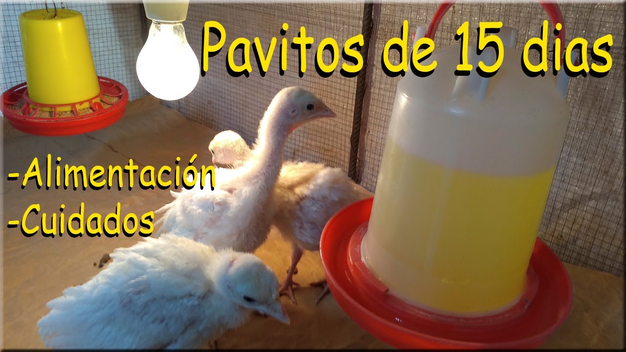 PAVITOS DE 15 DIAS. los cambiamos de criadora   * aves de corral