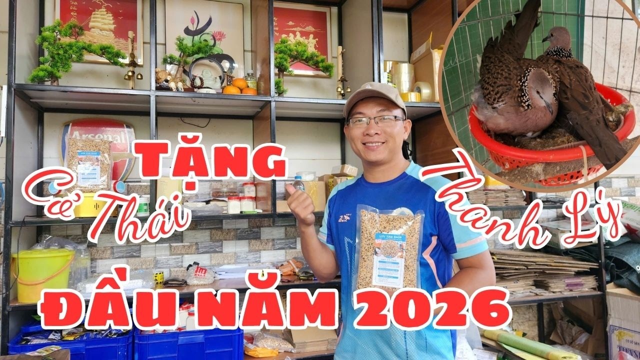 ⭕ Đầu Năm 2026 - Giao lưu cu gáy malaysia sinh sản lúa mềm | Lưu Tam Farm - Birds & Garden Life