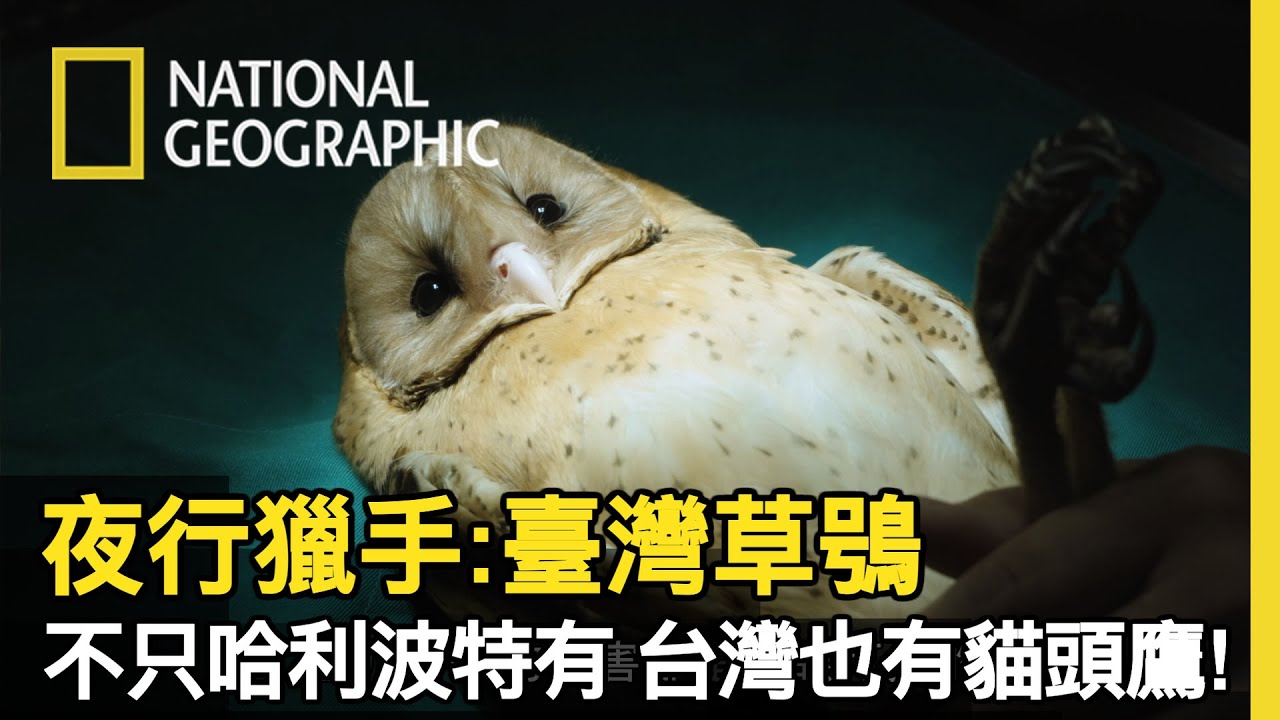 牠不幫哈利波特送信，牠與人類比鄰而居、隱身黑夜裡的獵手─草鴞【夜行獵手:臺灣草鴞】