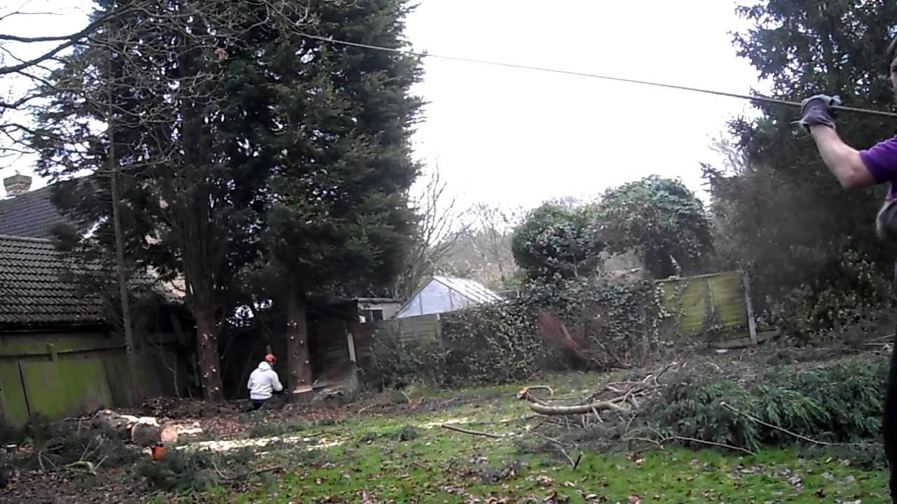 Professional Conifer tree removal, Essex