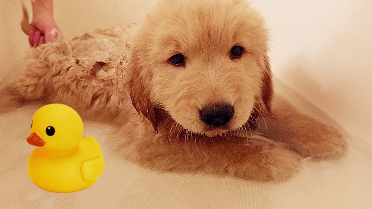 Golden Retriever Puppies Take Their First Bath Ever!!