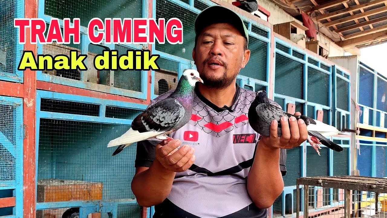 Tiga bahan cece jeblug  trah juara wonosobo 