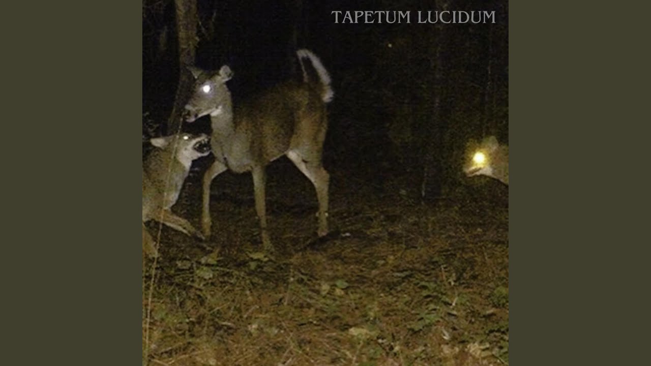 Tapetum Lucidum
