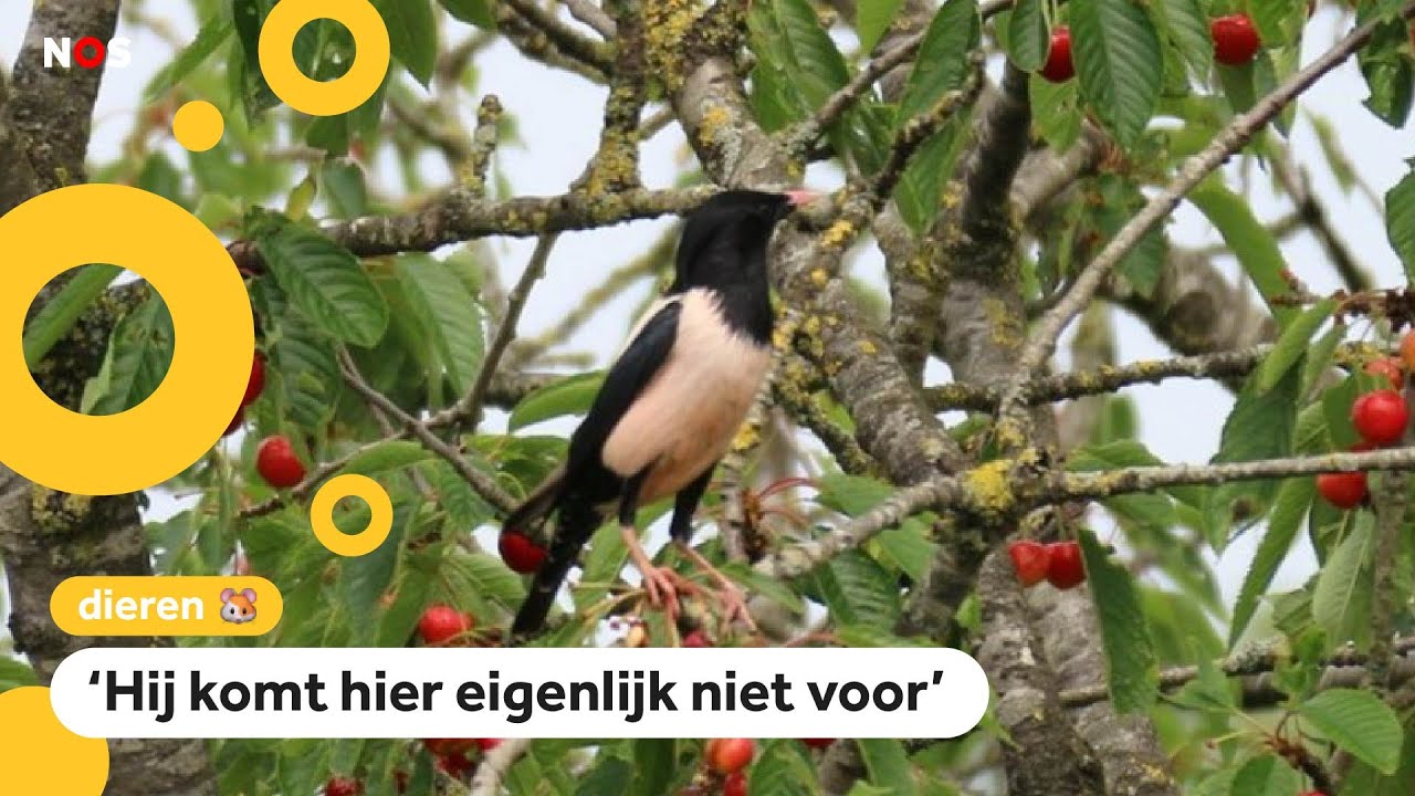 Zeldzame roze spreeuwen gespot