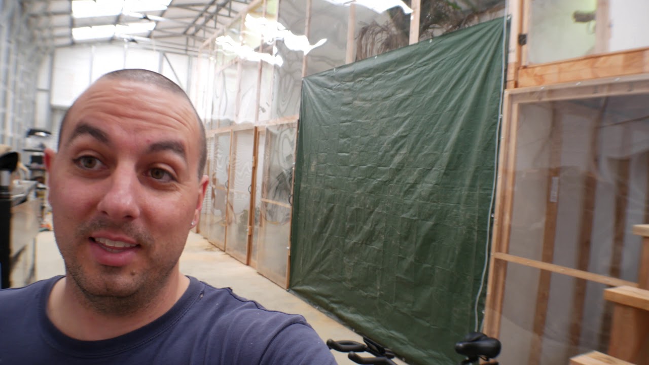 Crocodile Monitor Breeding Facility Update 9-29-2019 Varanus Salvadorii
