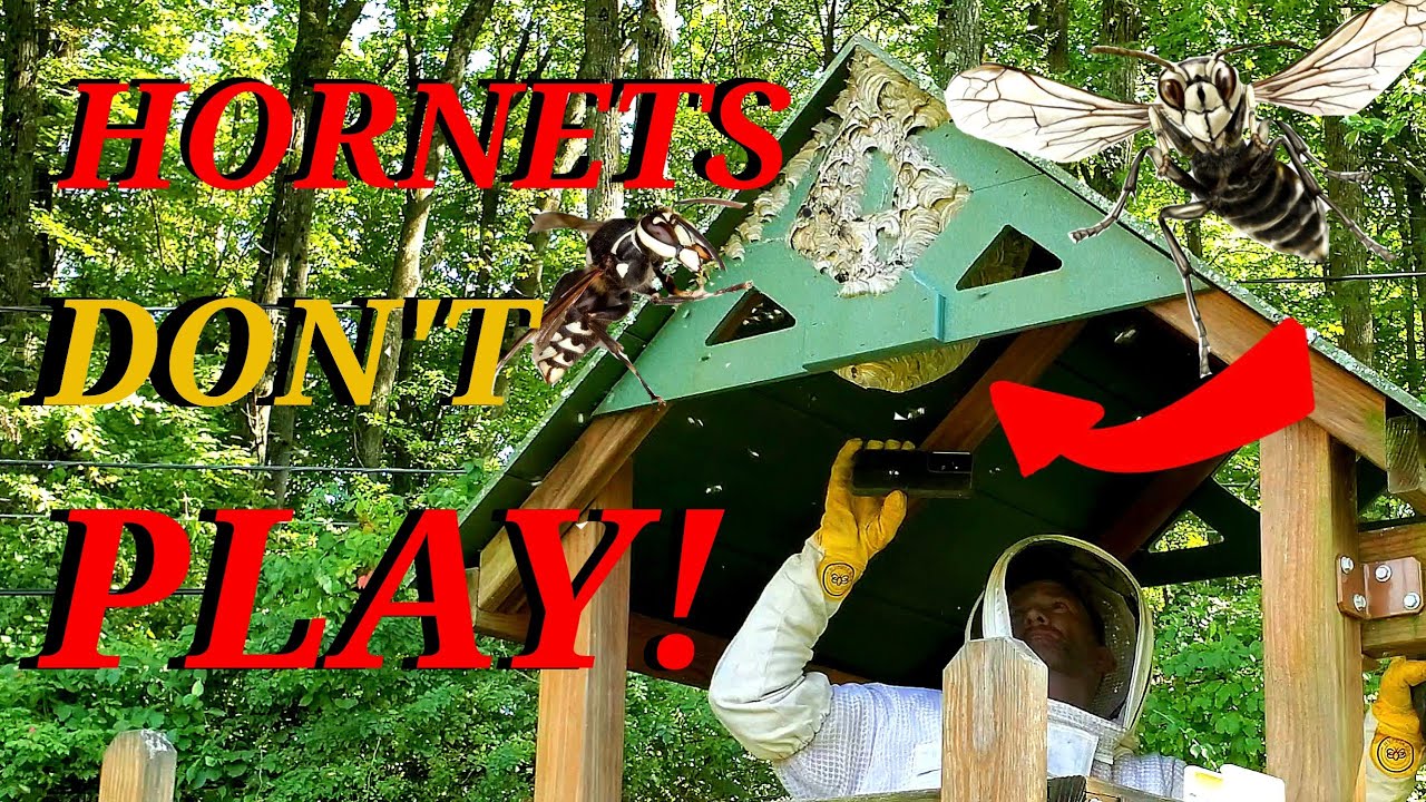 MASSIVE ANGRY Hornets Nest In Playhouse! Wasp Nest Removals!