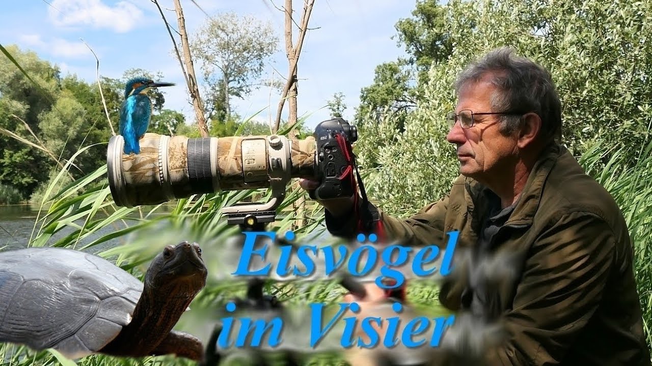 Eisvögel im Visier und andere Tiere im Schilf. Kingfishers and other animals in the reeds