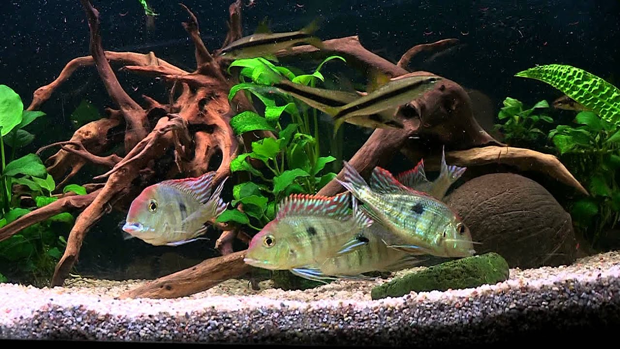Ziemiojady Red Head Tapajos karmienie