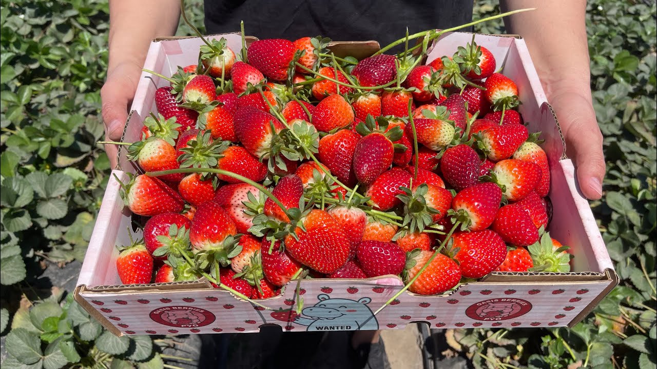 Here&There Australia, Strawberry Farm 🍓, Brisbane 2025