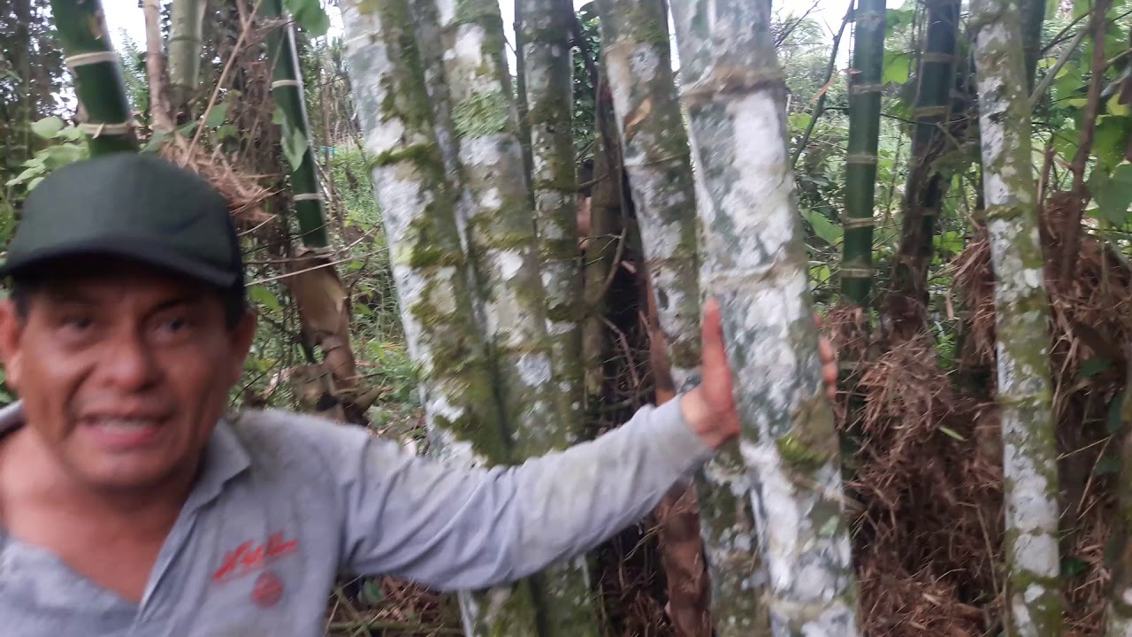 Cosecha de bambú en Tocache Perú