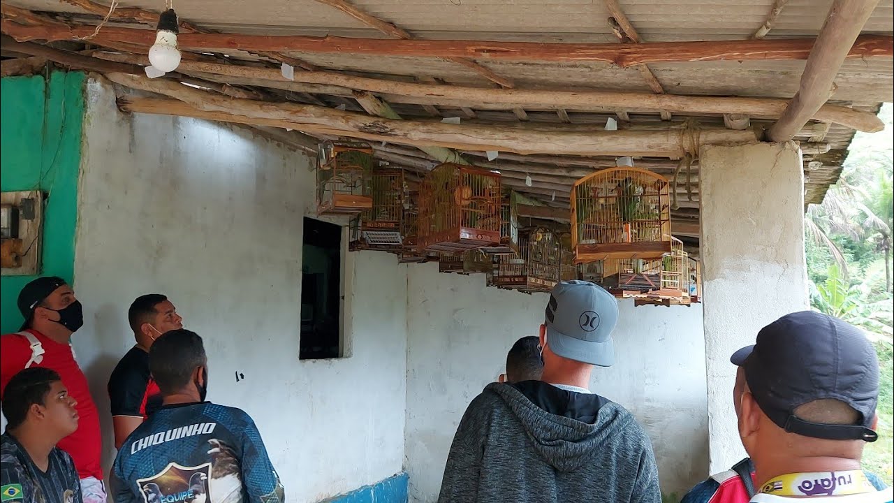CAMPEADA DE PAPA CAPIM E COLEIROS NOBRE RIO DOCE 1° BAR EM ÁGUAS PRETAS