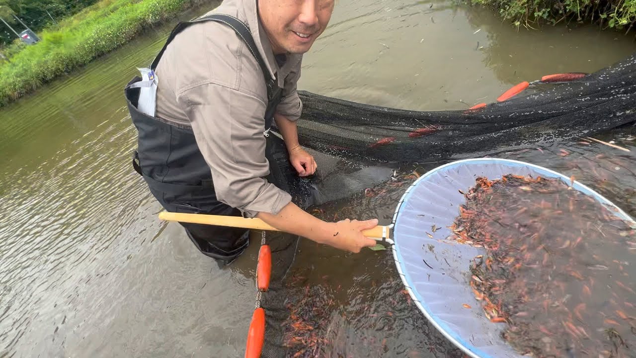 大量の錦鯉で困ってます#錦鯉販売 #koifish#koi
