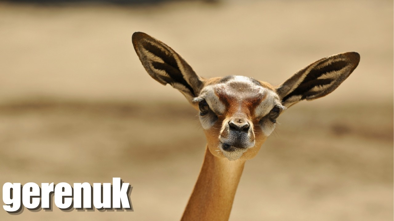 Gerenuk Antelope: The Weirdest Animal With Different Style Of Eating Leaves!