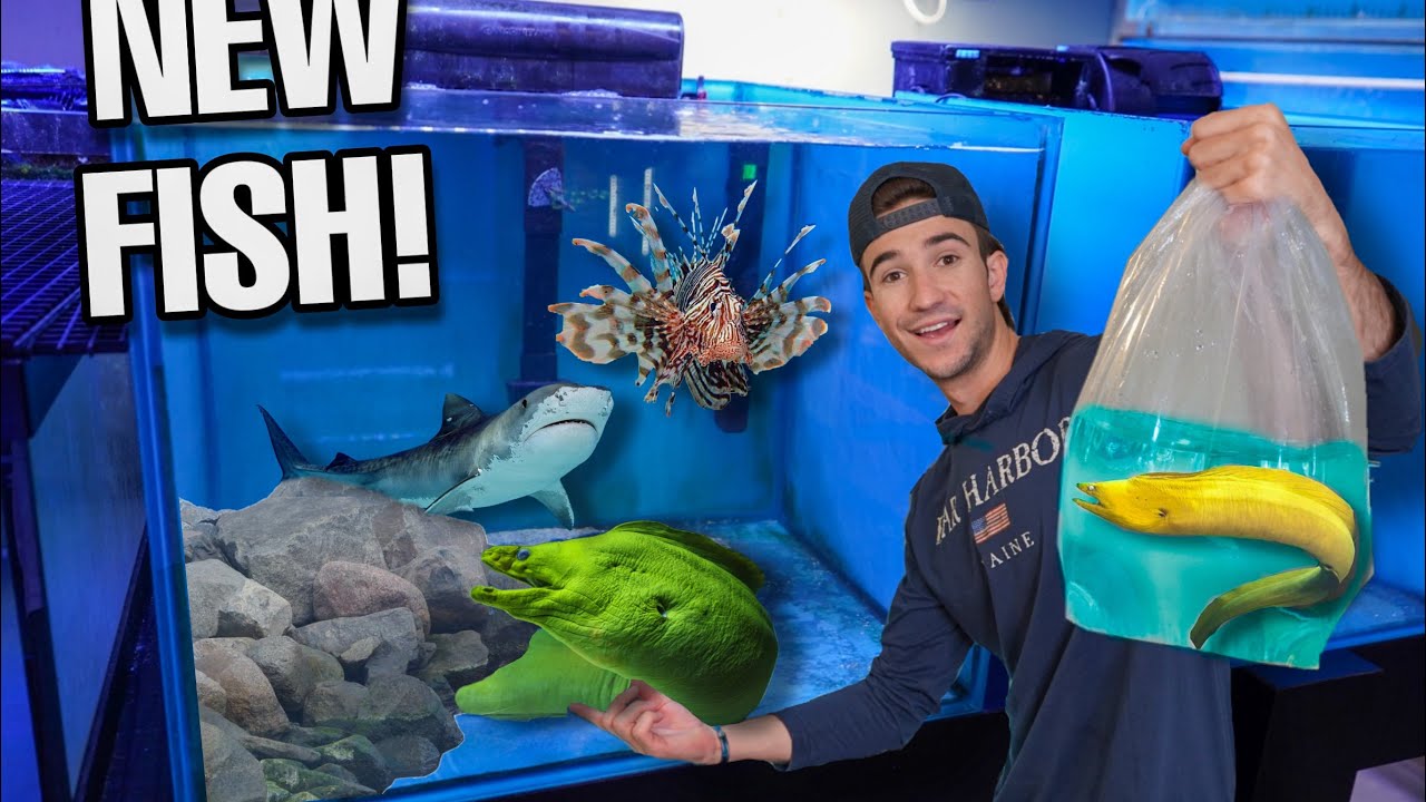 SHOPPING For EXOTIC EEL For My Saltwater Aquarium!! *moray eel*