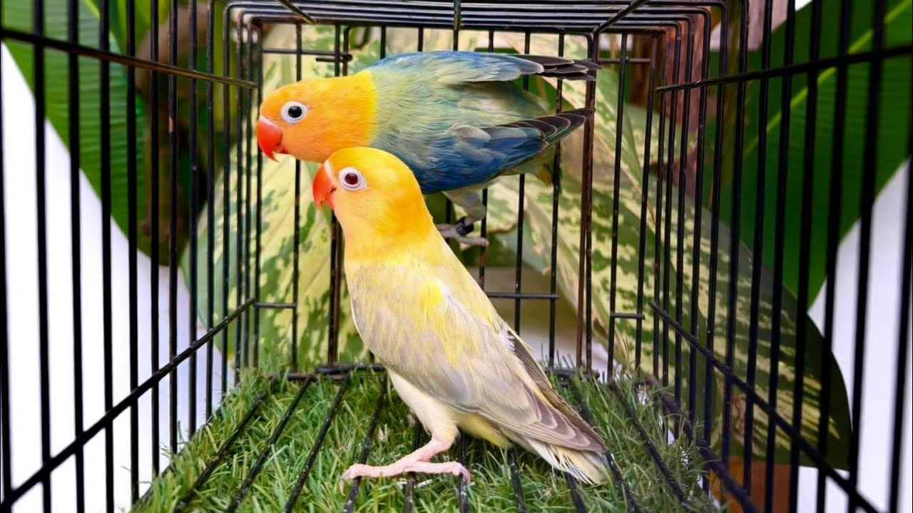 Lovebird Paradise - Cute & RomanticBirds Moments
